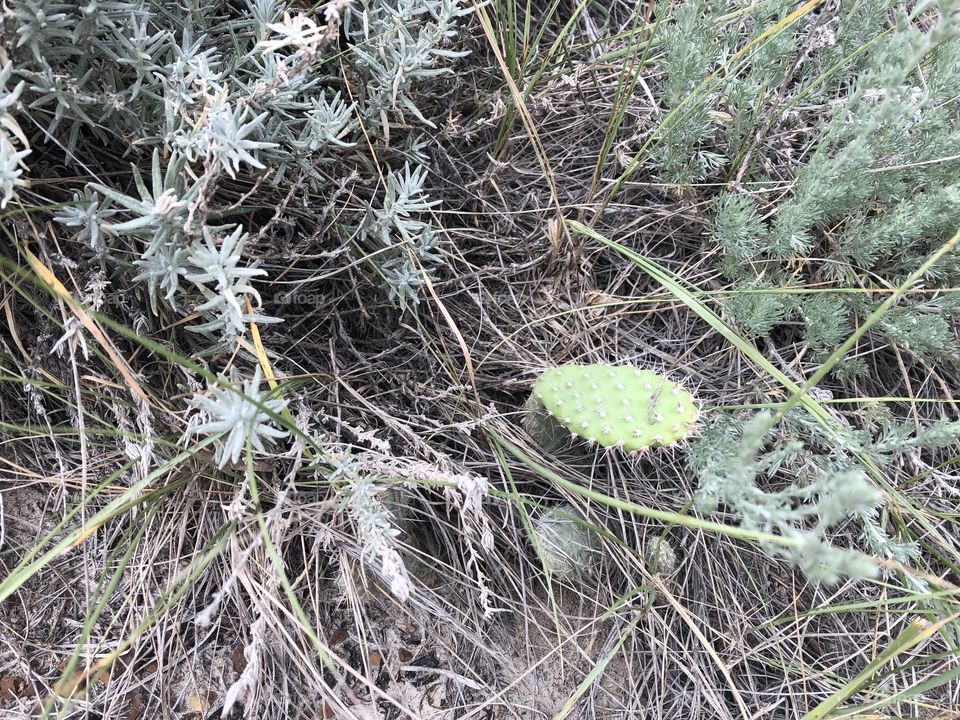 Badlands Cactus part 2