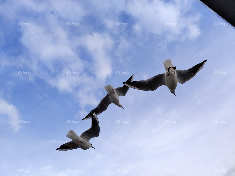 seagulls in the sky