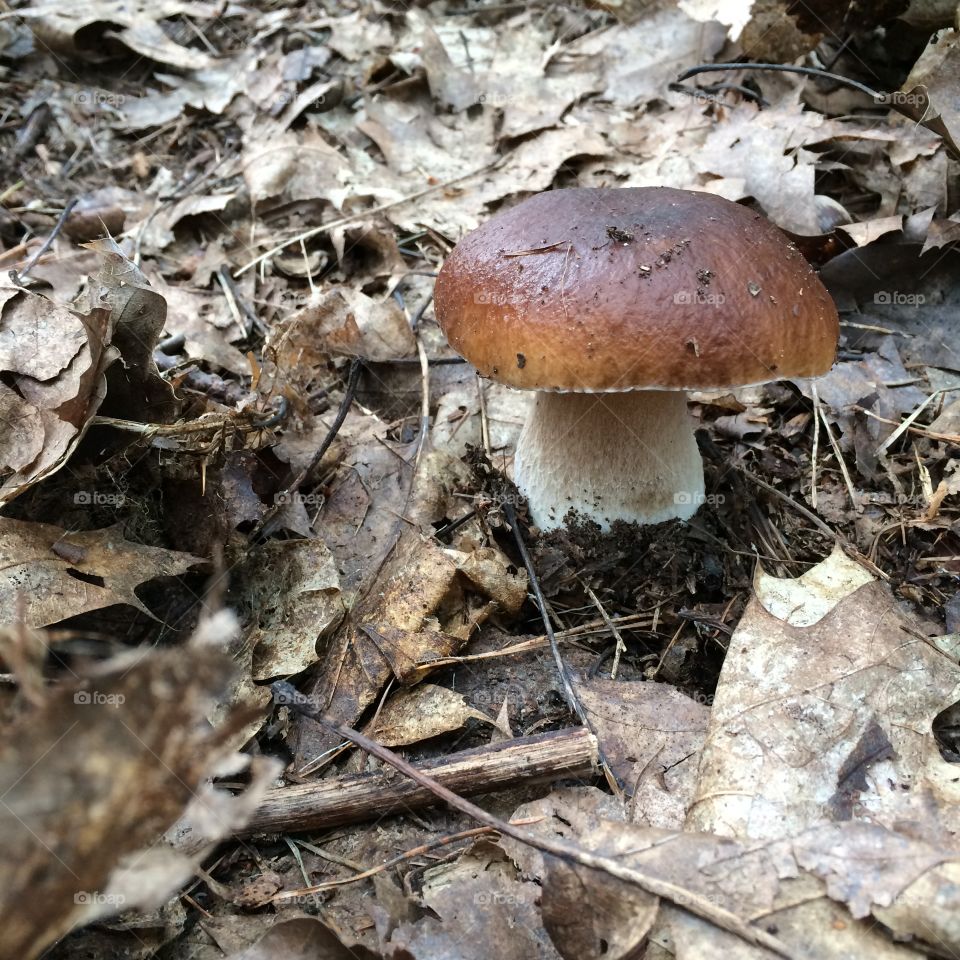 Boletus mushroom in forest.