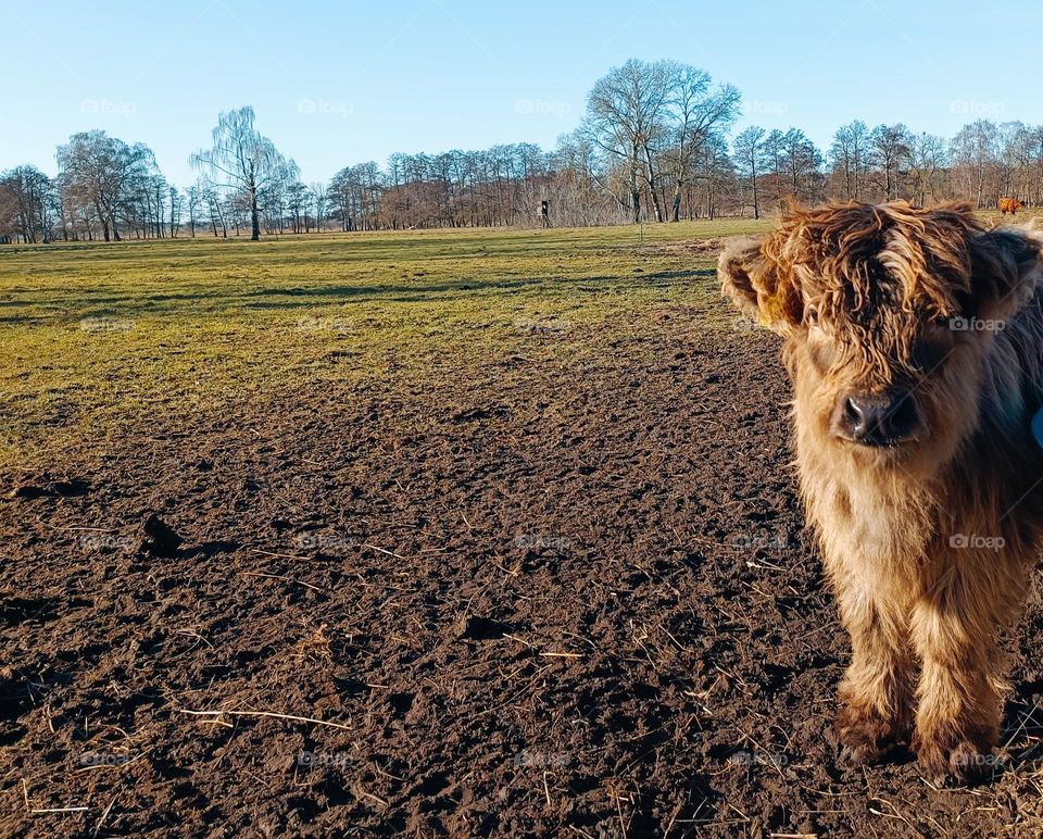 Winterly landscape and pasture with a grey brown calve with a black nose