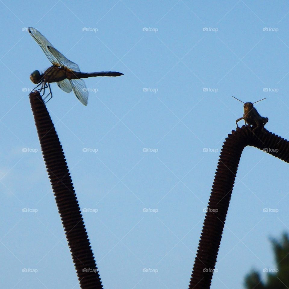 Dragonfly and Grasshopper together sitting on bent rebar, all day & now it's early evening! Amazing photos, daytime & now early evening.