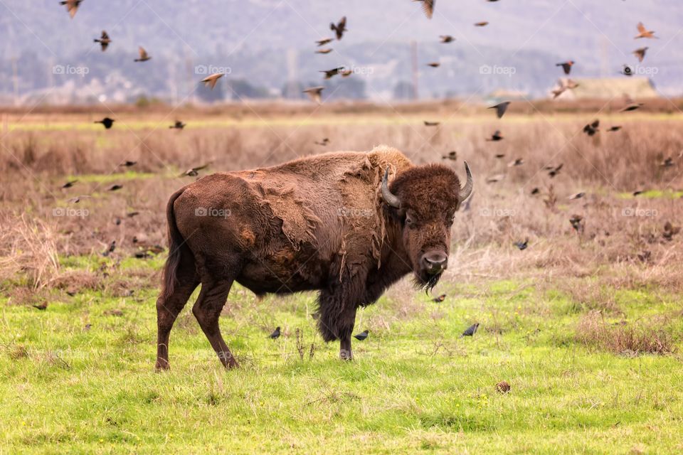 The bison and the birds