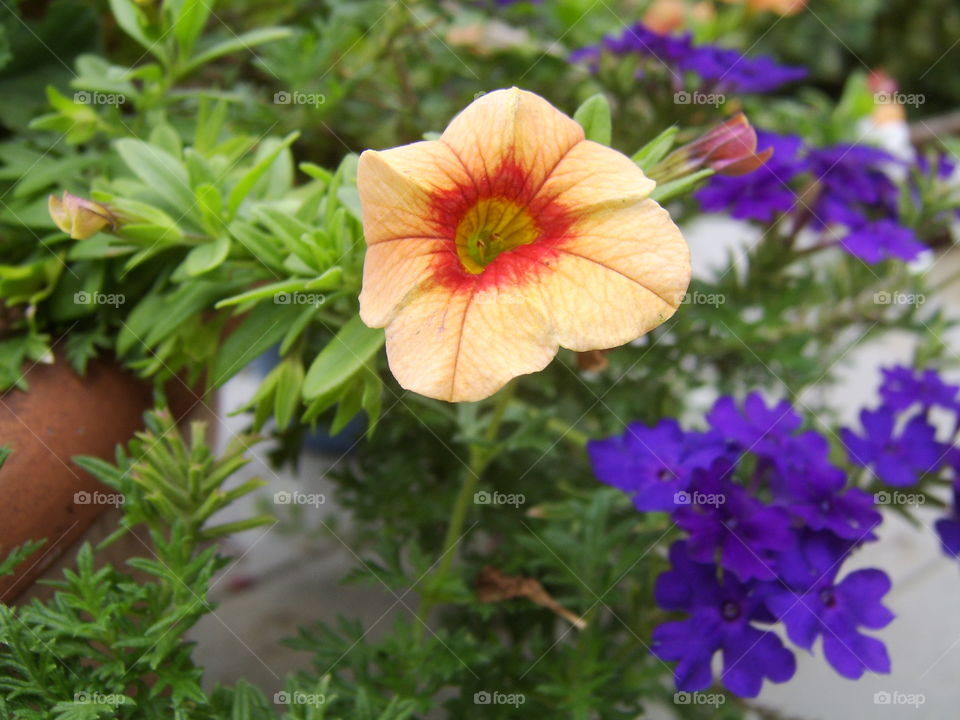 orange red coloured flower