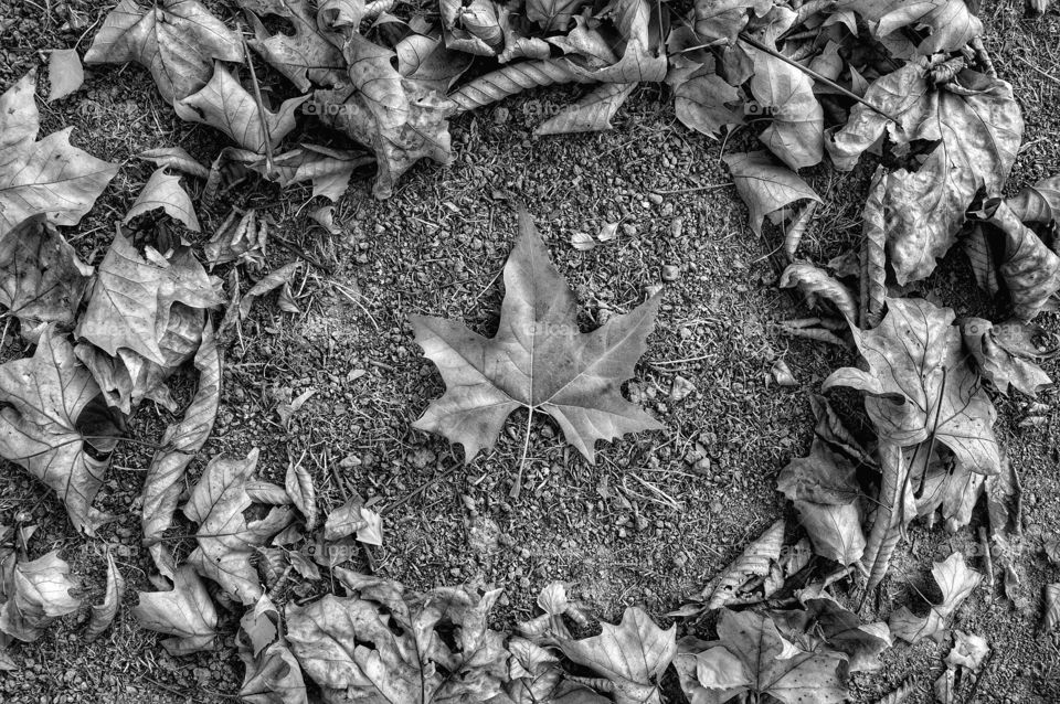 Nature, Leaf, Desktop, No Person, Pattern