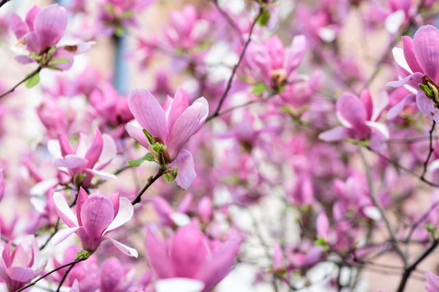 Blooming magnolia trees 
