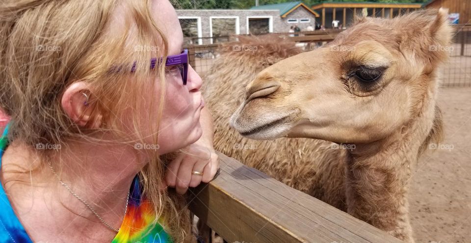 Camel Kisses