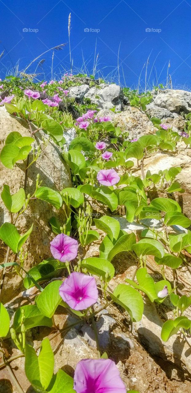 flowers on rock