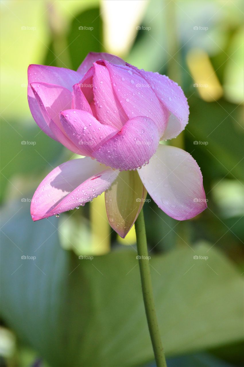flower, lotus flower with water drops on its petals.