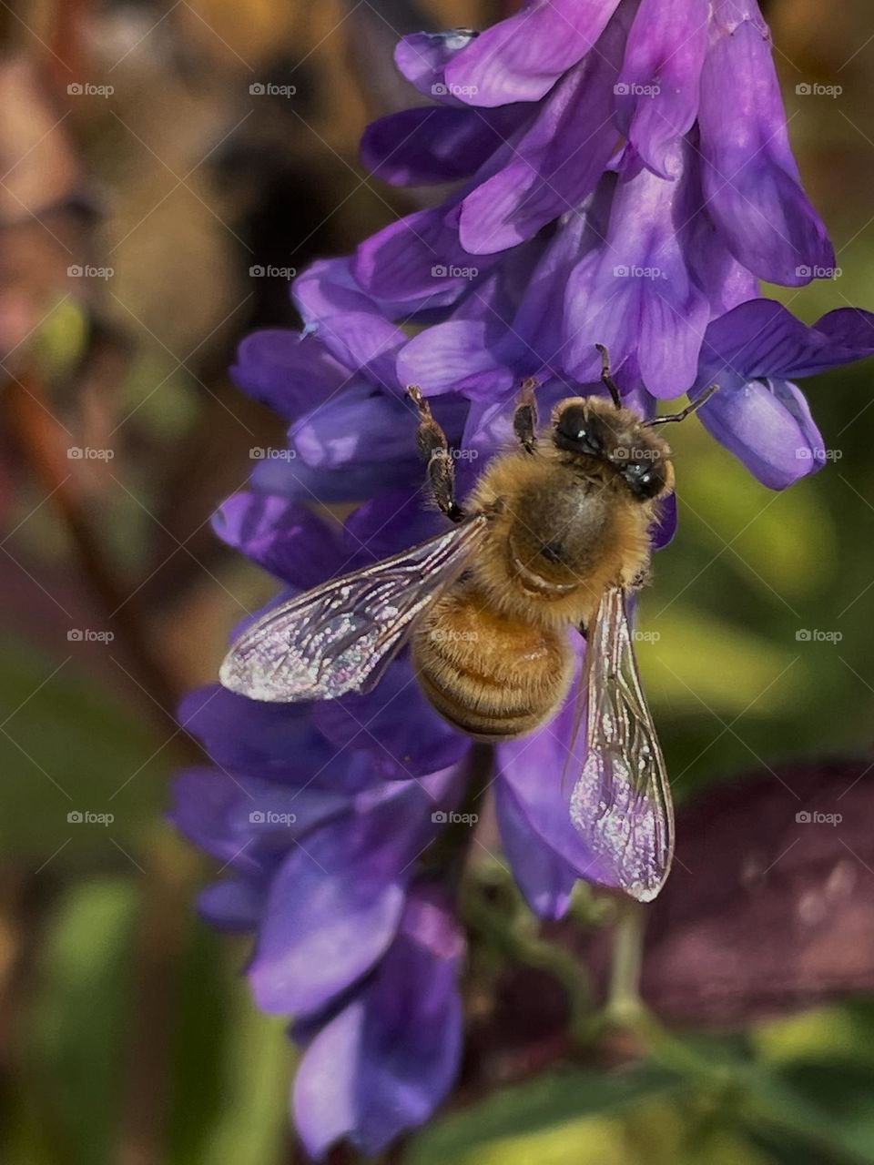 Bee on a purple vicia cracca…