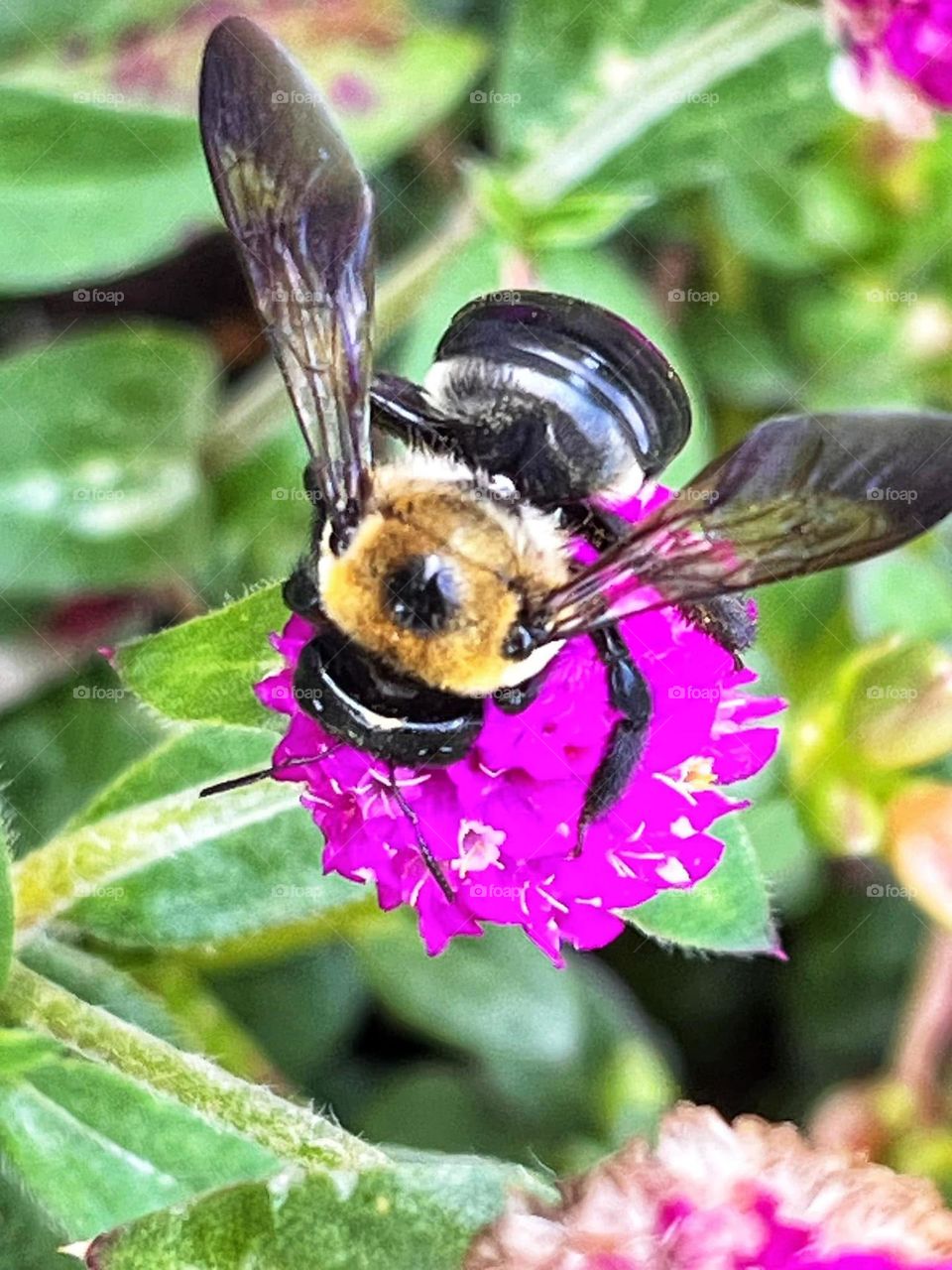 Eastern carpenter bee gathering pollen from a bright pink flower.