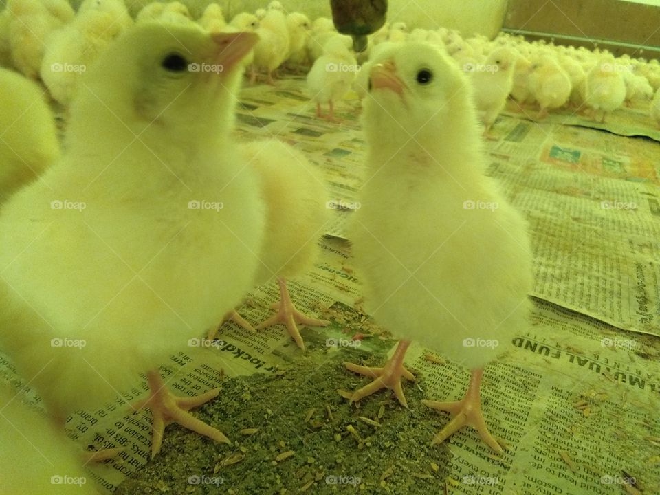 chicks
