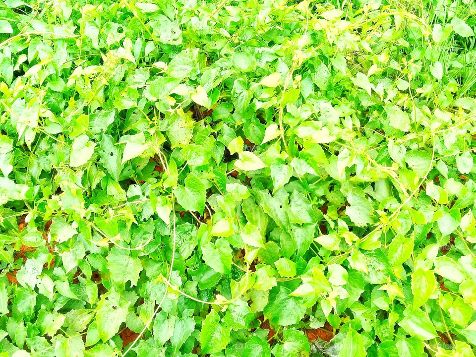 mikania micrantha.this weed grows in tropical climates and contains toxins that can inhibit the growth of agricultural or plantation corps,seruyan,central kalimantan indonesia on 29 november 2019