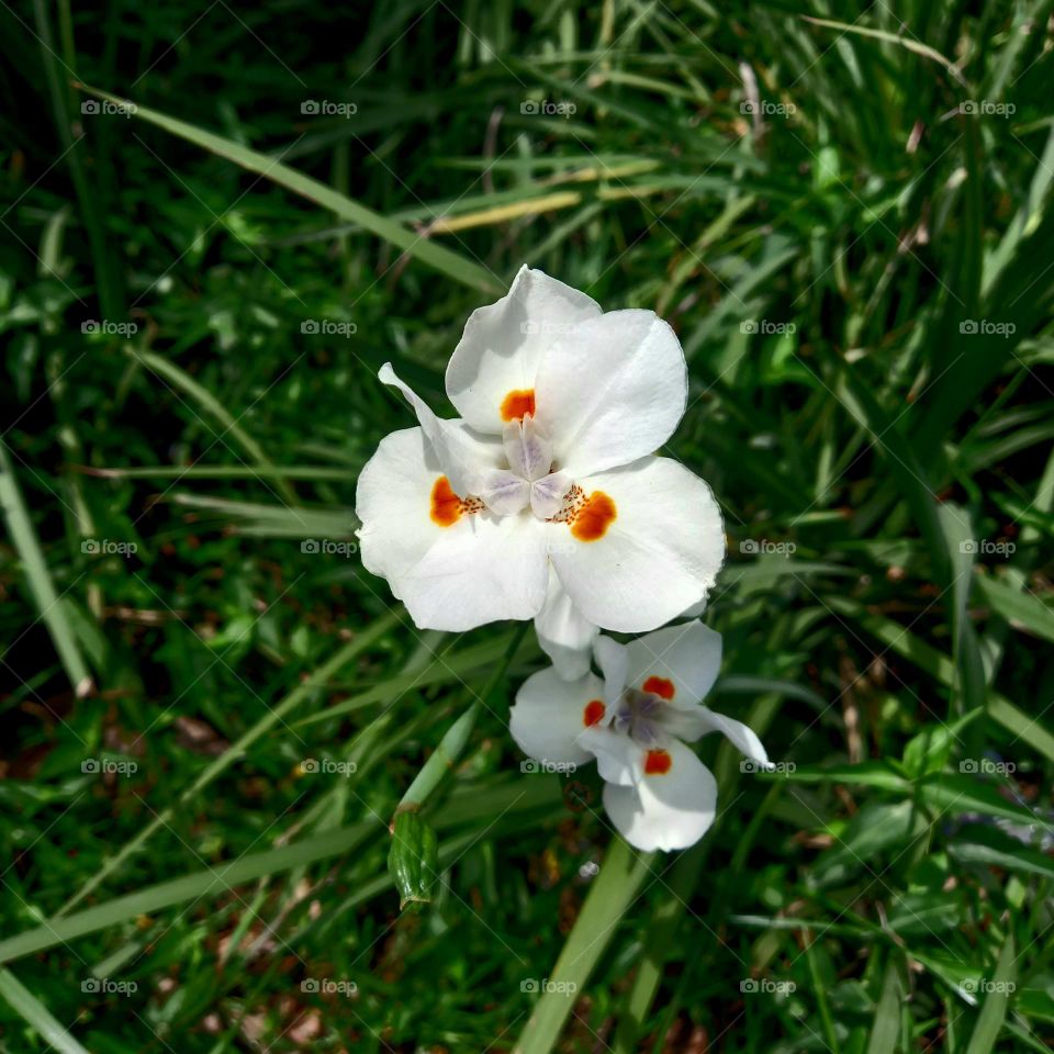 flor domingueira