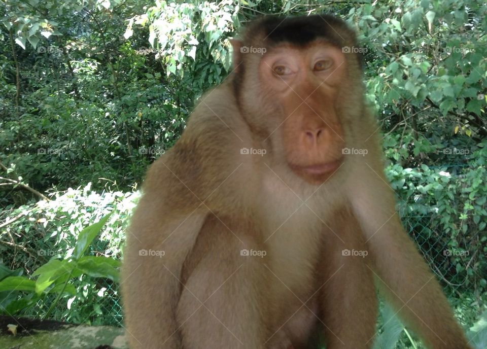 Pig tailed Macaque