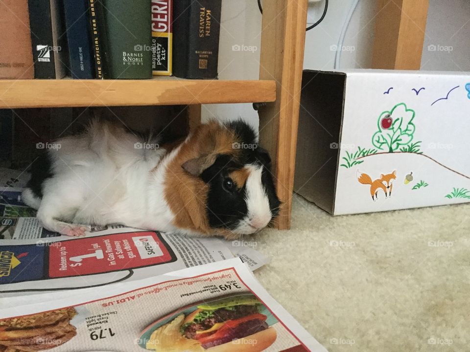 Mammal, No Person, Indoors, One, Room