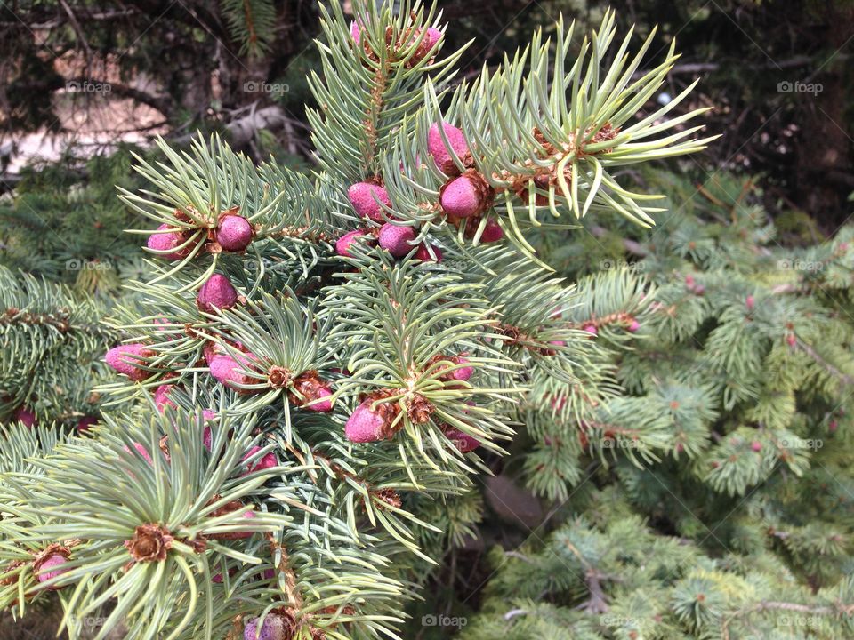 Spruce tree with immature pollen cones Colorado