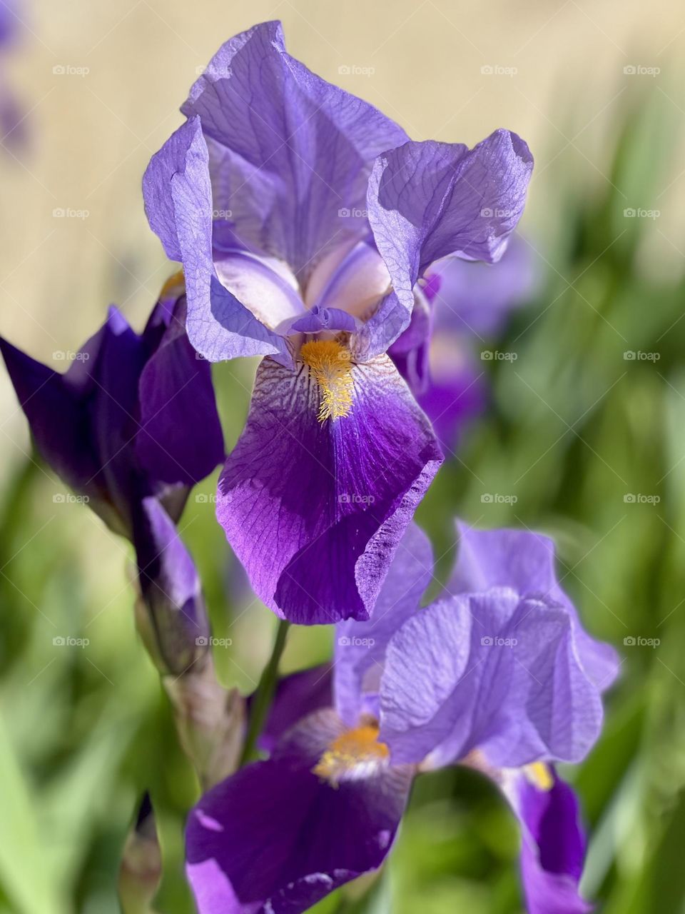 Beautiful purple irises 