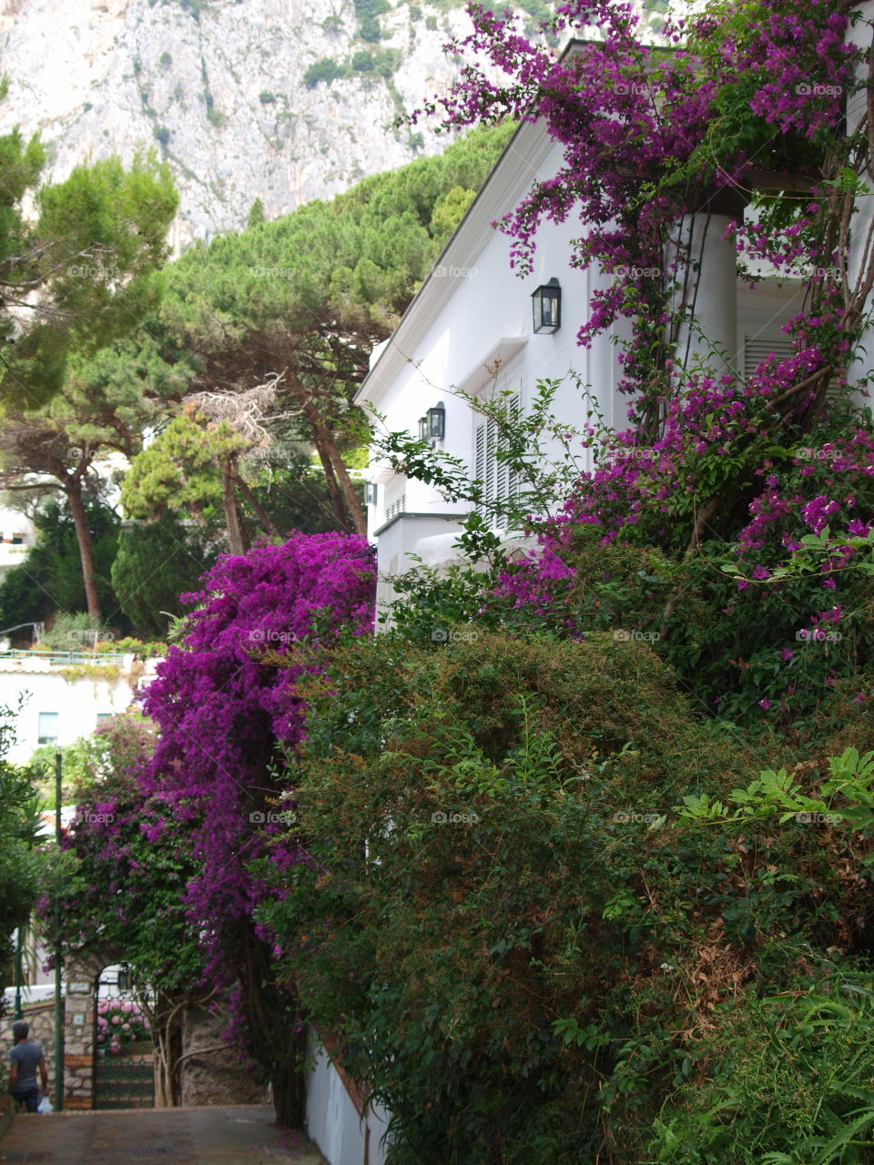 Street at Capri with Flowers