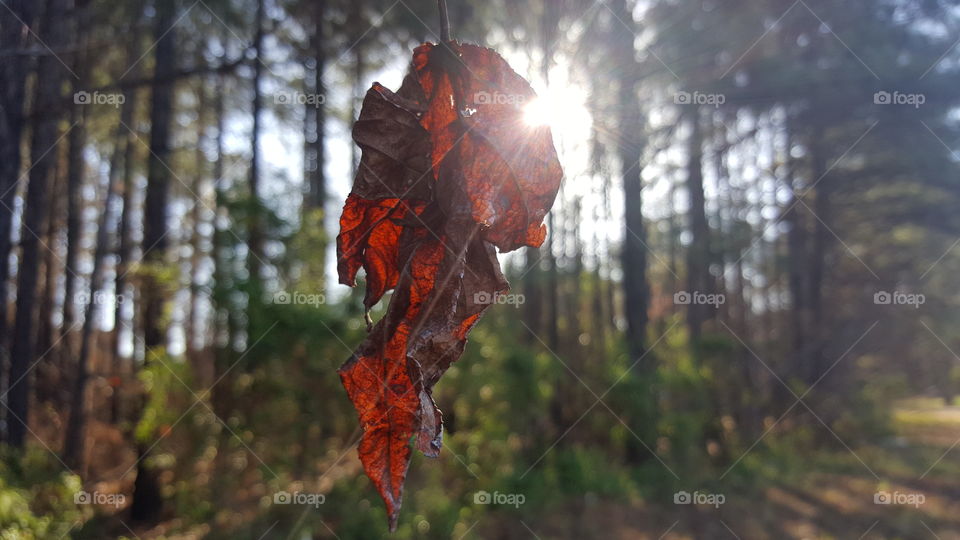 Leaf and sun. Playing with light