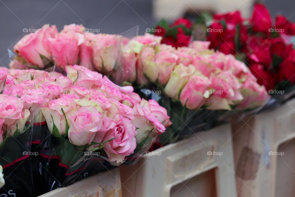 Pink roses