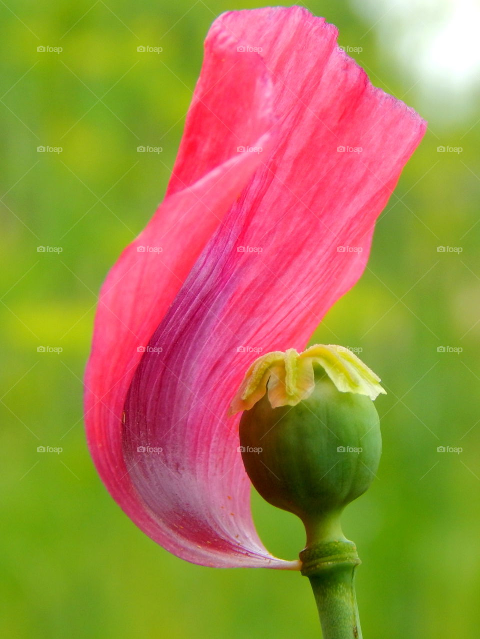 The last petal of poppy flower