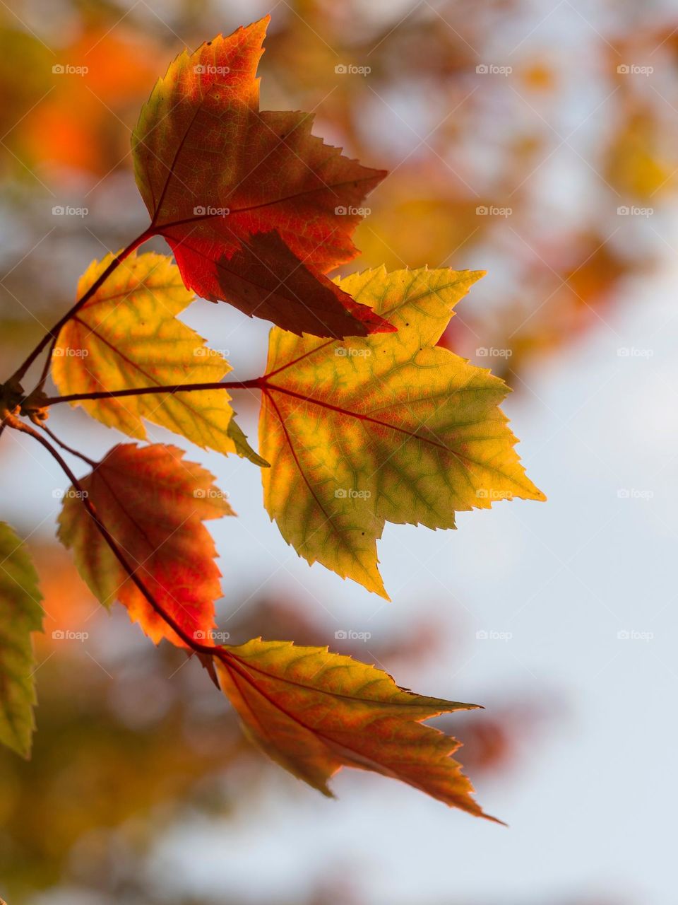 The beautiful maple leaves turn red and winter is coming