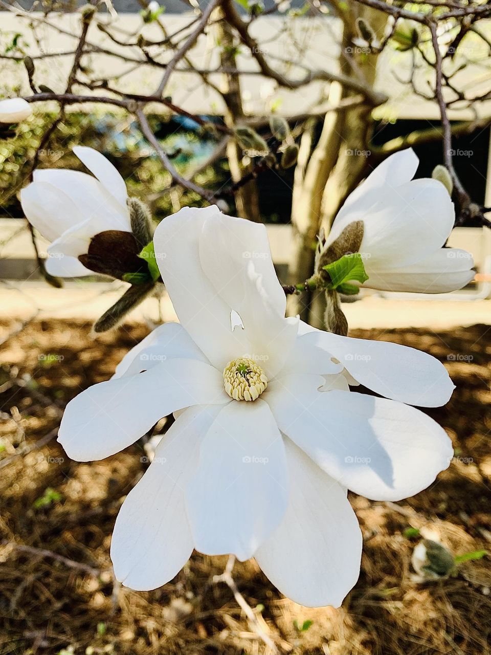 Magnolia blossom