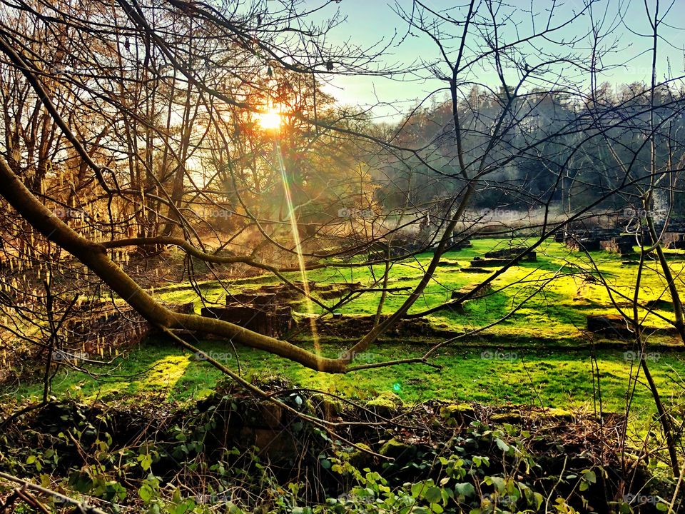 Misty winter woodland walk through abbey ruins at sunset. 