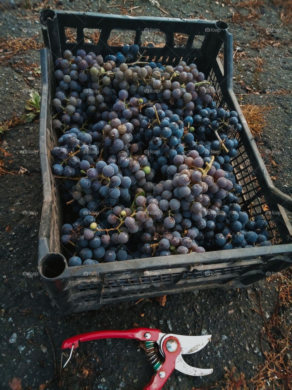 Autumn harvest of grapes