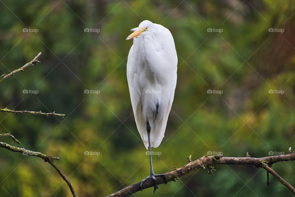 Egret 