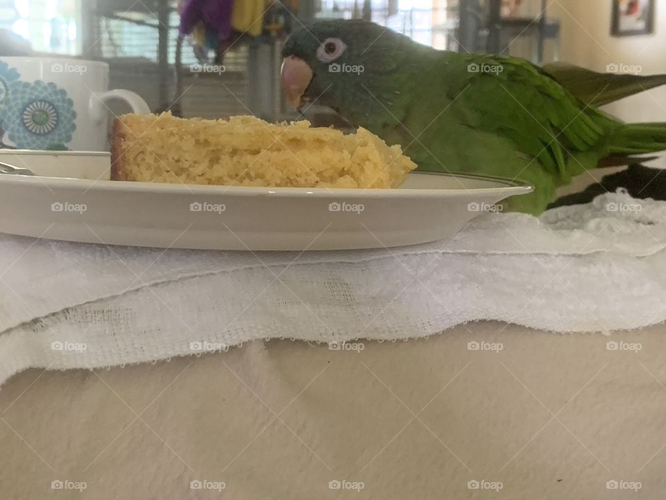 Little Molly Conure wants to share Daddy’s cornbread.