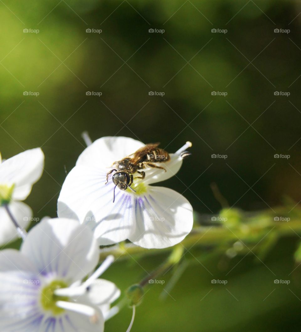 Bee my friend 🐝 