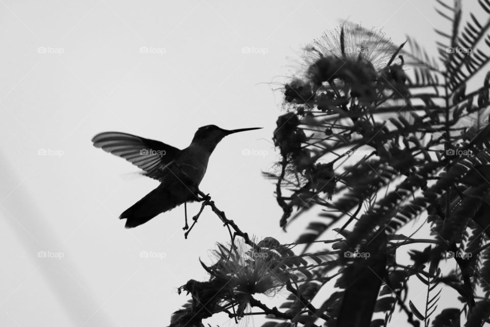 A hummingbird on a mimosa tree