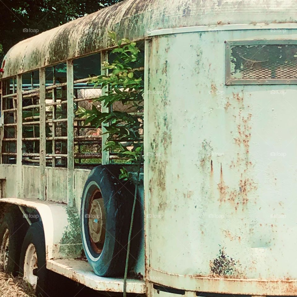 Old abandoned horse trailer with a small tree beginning to grow through it that I saw from a distance off the highway in Texas!
