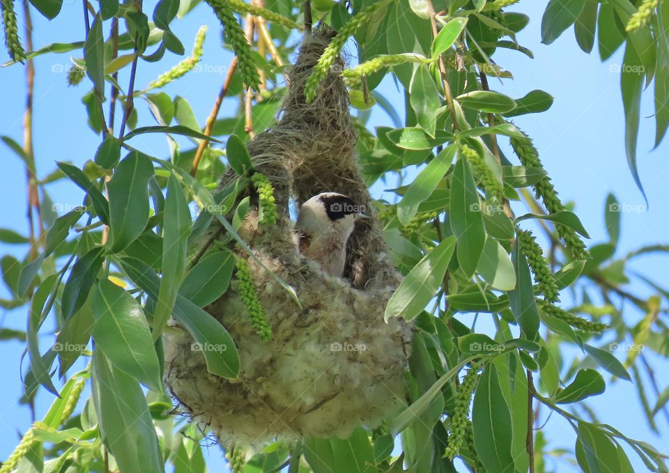 Bird in the nest