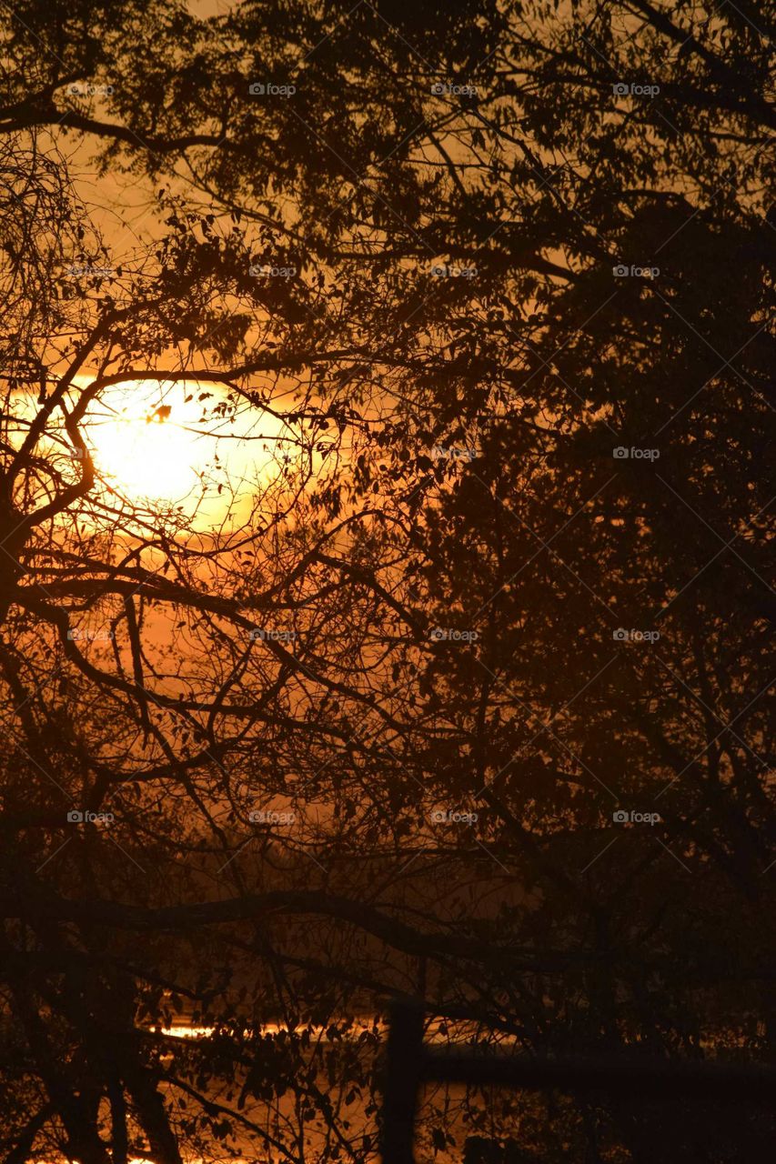 Sunlight passing through tree