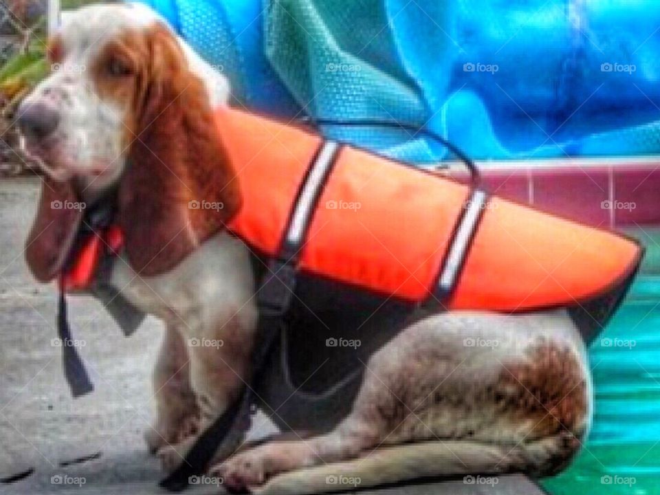 Basset hound wearing a life jacket