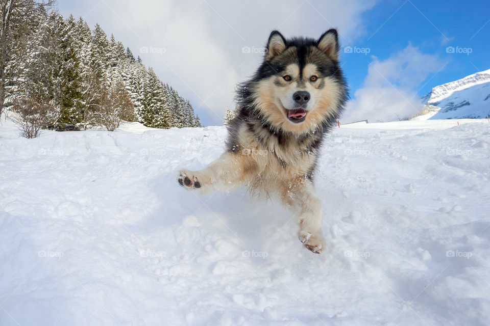 Jumping dog