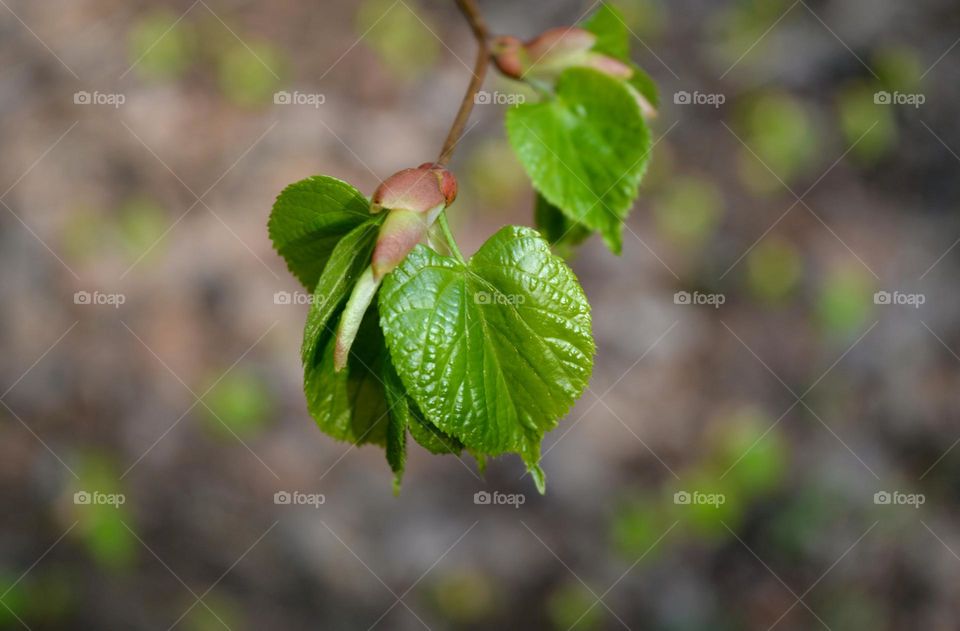 green leaf spring nature