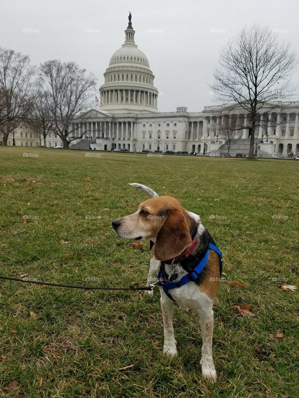 A beagle out for a walk at the US Capitol on a cloudy day. Photo taken March 2018.