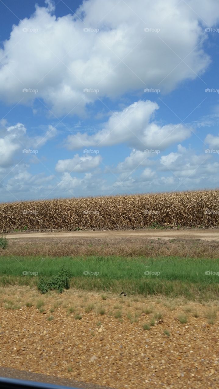 Corn season is over in the Delta