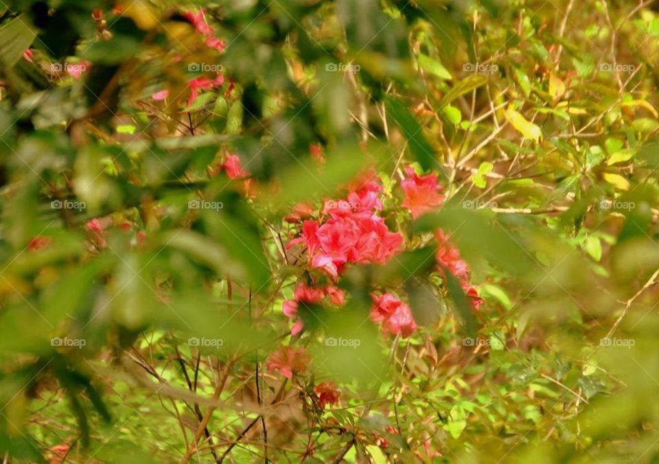 Azaleas