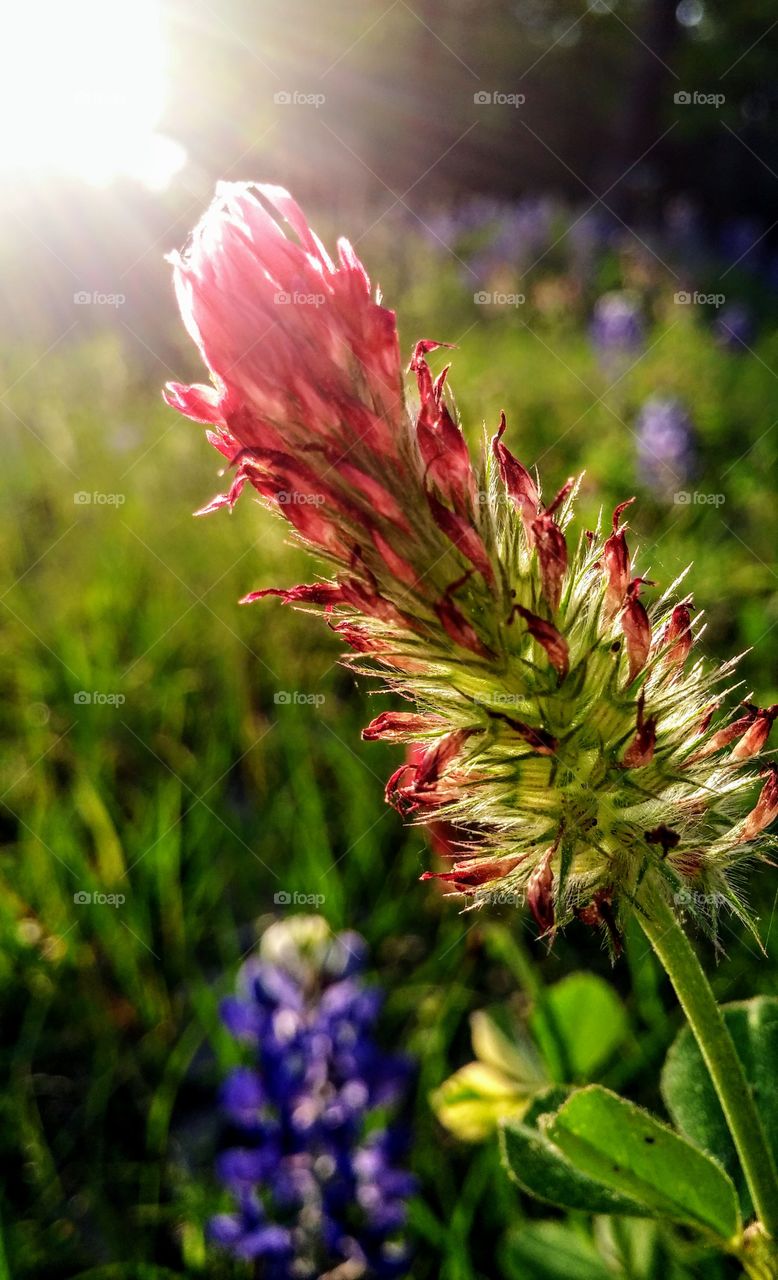 Texas wildflowers