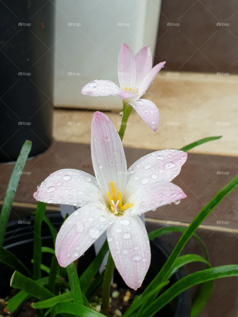 the beautiful rain lilly in Thailand