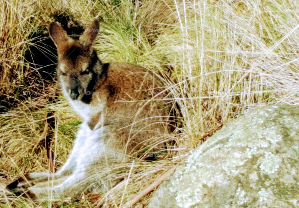 eastern grey kangaroo