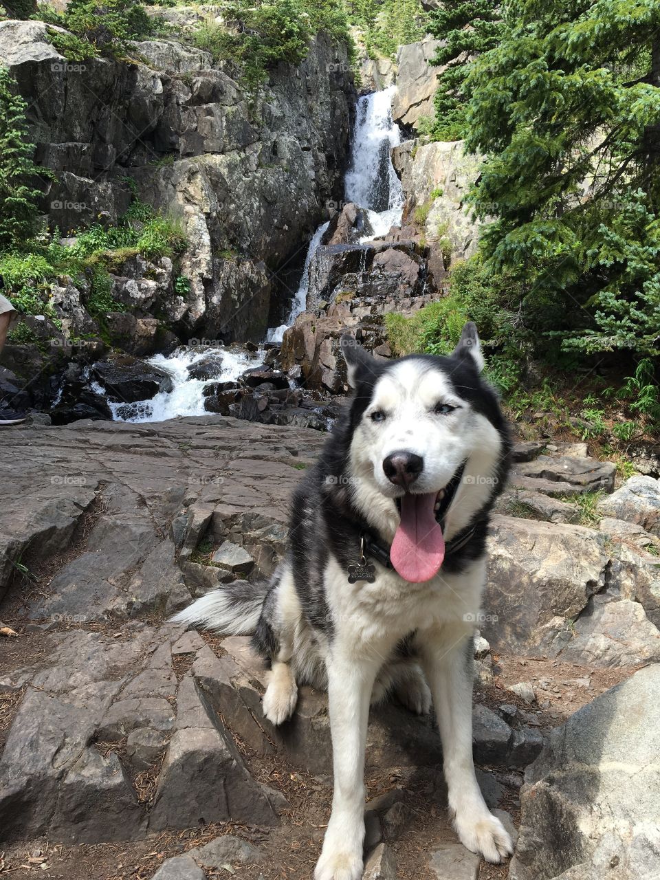 Romeo the husky is so happy to hike in the Rocky Mountains. 