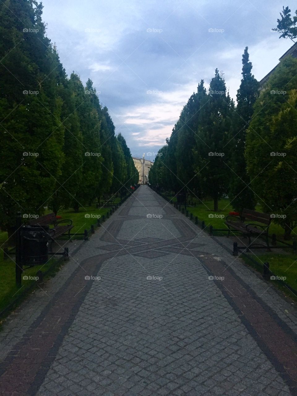 An alley with cedars in Poznan