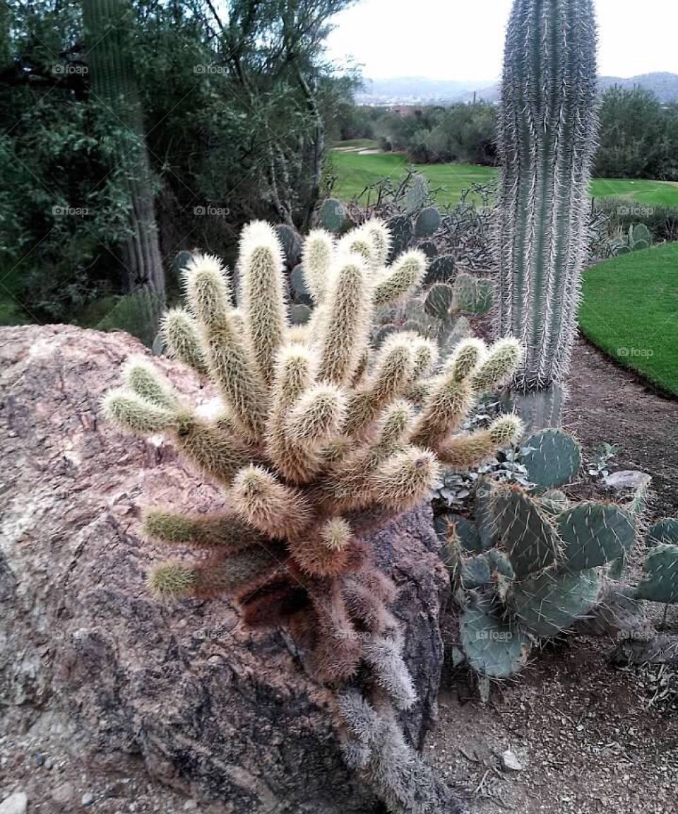 Cactus outside in Tucson Arizona 