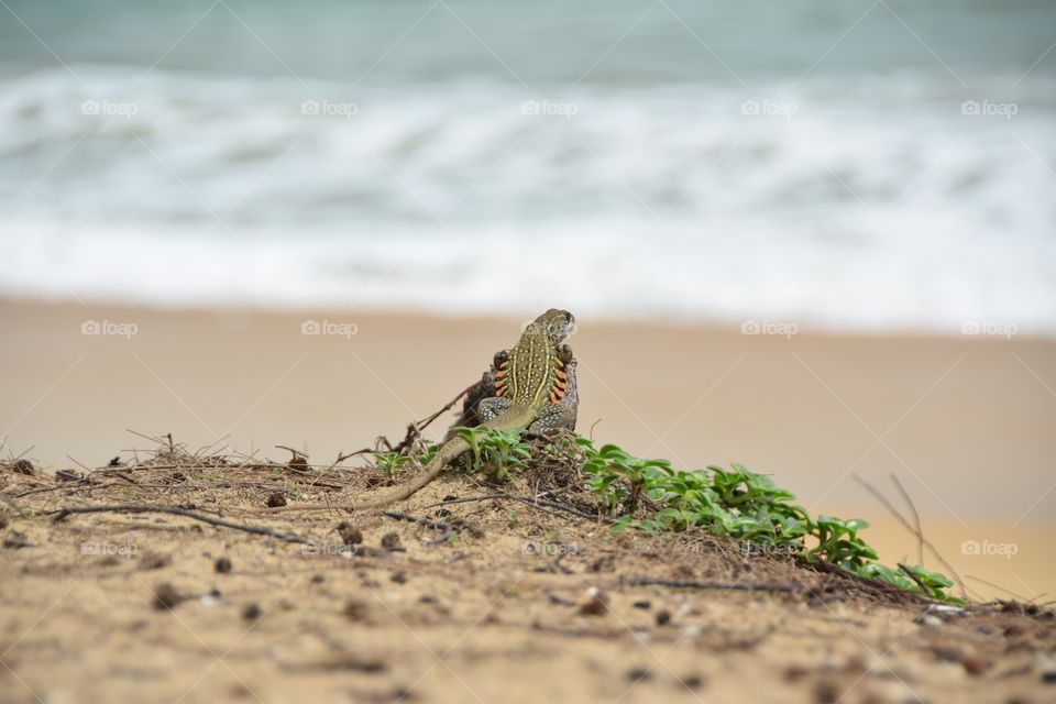 Sunbathing lizard by the beach