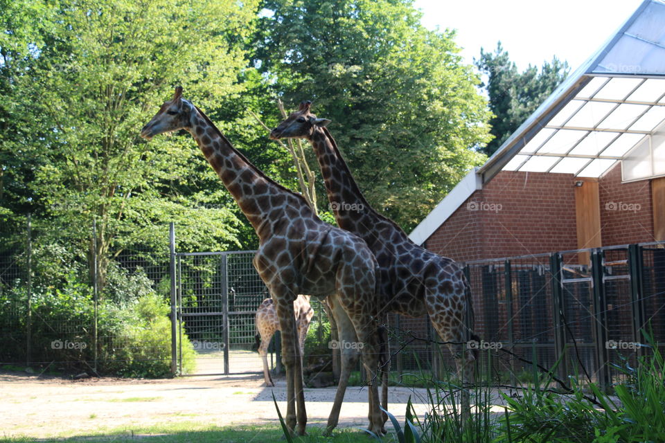 giraffes